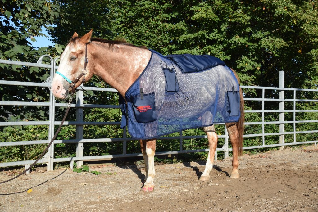Muskuläre Verspannungen beim Pferd lösen - Entspannungsphase